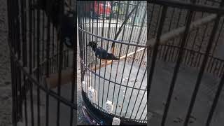 Download lagu murai batu blorok gaya sujud mp3