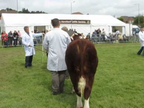 Phocle Dowager 71H takes the Grand Female Championship at the National Horned Show