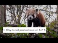 Are Red Pandas Friendly? ﻿| Weird Animal Searches | BBC Earth