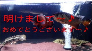 【アロワナ混泳水槽】新年のご挨拶&また新魚追加！？