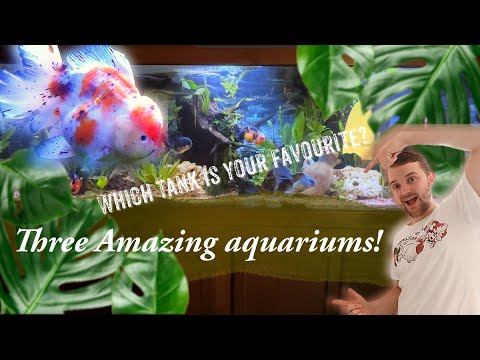 Goldfish aquarium tour | Rate my tank | UNIQUE Fancy Goldfish aquariums!