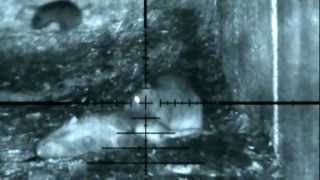 Rats at the dairy farm with the Scope Camera Sniper Davy Thomas