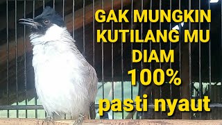 Download lagu GAKMUNGKIN KUTILANG MU DIAM DI PANCING SUARA BURUNG KUTILANG GACOR SATU INI mp3 Download lagu GAKMUNGKIN KUTILANG MU DIAM DI PANCING SUARA BURUNG KUTILANG GACOR SATU INI mp3