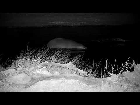 Djuma: Hippo returning to the dam - 02:05 - 09/01/21