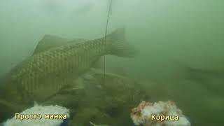 Можно ли добавлять корицу в прикормку для рыбы