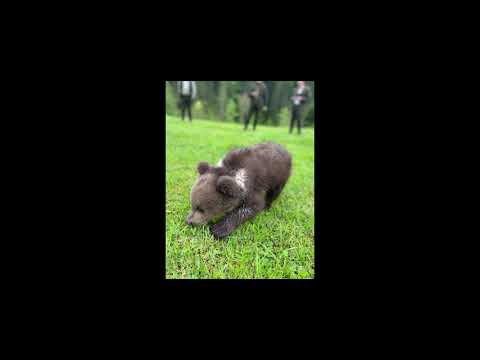 Pui de urs îngrijit în Suceava de colegii noștri de la Ocolul Silvic Mălini din cadrul Romsilva