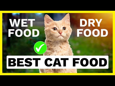 Best Cat Food | TOP 10 Best Dry & Wet/Canned Cat Foods 2022 🐱✅