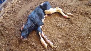 BABY CALF BEING BORN WOW! PART 2