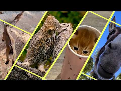 Animals Gone Wild! | Funniest Moments You Won't Believe!