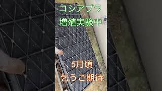 《山菜》コシアブラ増殖実験中