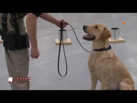 ለማነፍነፍ የሰነፈችው የሲአይኤ ውሻ | አጃኢብ | ከሁድሁድ መዝናኛ ዝግጅታችን | አፍሪካ ቲቪ | Africa TV1