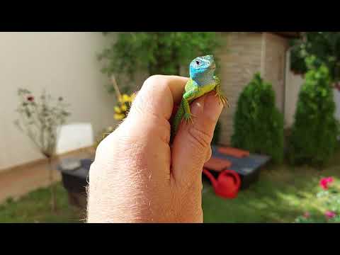 Eastern green lizard (Lacerta viridis) in the garden.