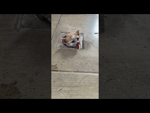 Stray Kitten Rescued From Drain Pipe || ViralHog