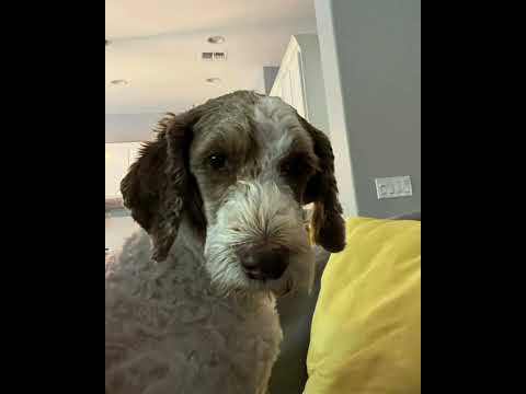 Crystal the Pet Nanny. LLC video.