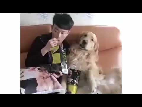 VERY CUTE DOGS COMPILATION
