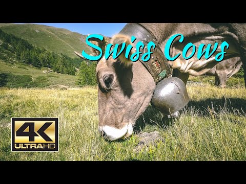4K Swiss Cows in the Alp | Hear the Noise of the Animals and enjoy the amazing Alps of Switzerland