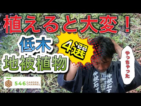 庭のイボタノキの生垣 - 植え付けのヒント、剪定、メンテナンス  庭園