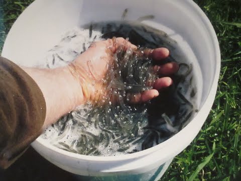 White baiting west coast nz