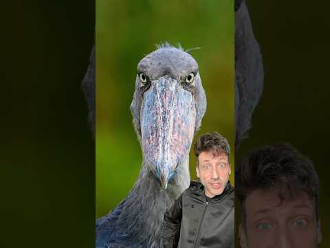 The Shoebill Stork is a living dinosaur