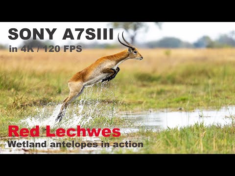SONY A7SIII 4K 120FPS - Red Lechwe antelopes from Botswana