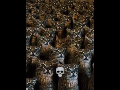 Cats Can't Crazy Camouflage 💀