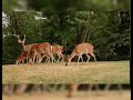 Mualana Tariq Jameel Bayan About Deer 2019