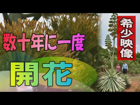 園芸 双子の花を持つリュウゼツラン