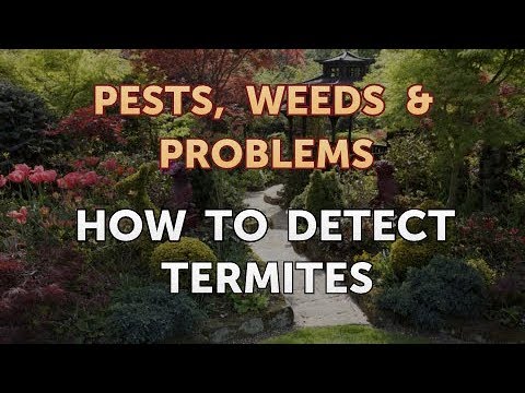 How to Detect Termites