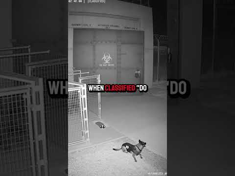 This Military Guard Dog Said NOPE 💀 #shorts