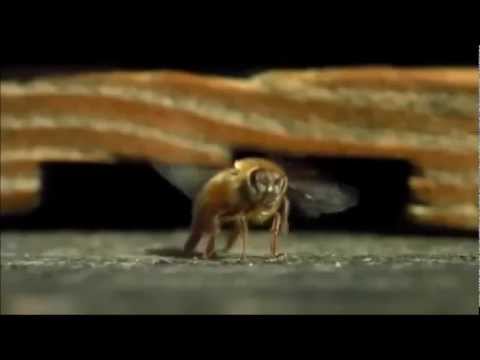 Facção 288 -Natureza / Part - Wesley Cruz ( Video Clipe)