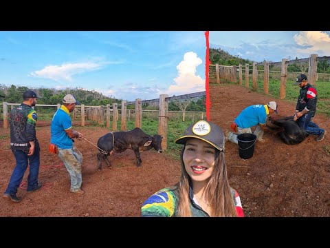 CASTRAMOS O MINI BOI PARA FAZER CHURRASCO 