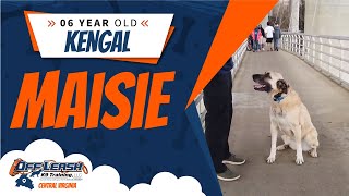 Download Lagu 6 yo Kengal (Maisie) |Richmond's Best Dog Training | Off Leash K9 Training Thumbnail