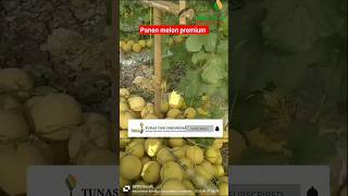 Download lagu PANEN MELON PREMIUM INTHANON #tunastaniindonesia #budidayamelon #melonpremium mp3