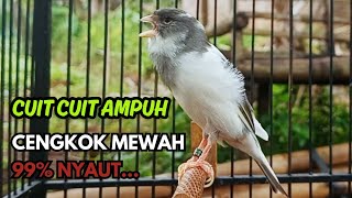 Download lagu KENARI GACOR  Cuit CUIT BIRAHI SUARA Kenari MASTERAN TERBAIK UNTUK PANCINGAN & MASTERAN Kenari PAUD mp3