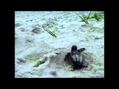 Have you seen this trending baby turtle and shark attack video yet?