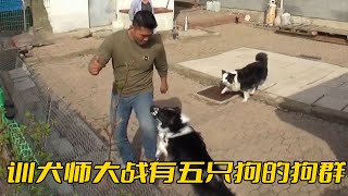 [問卦] 韓國狗都這麼兇嘛？