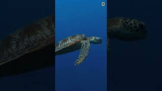 Download lagu Shark vs Sea Turtle: A Showdown #shorts mp3