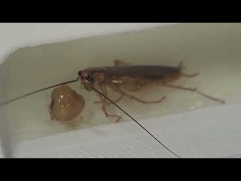 Cockroaches Love Eating Our Bait in Spring Lake, NJ