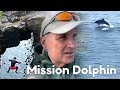 Dolphins & Cliff Jumping at Arbroath cliffs May 2024