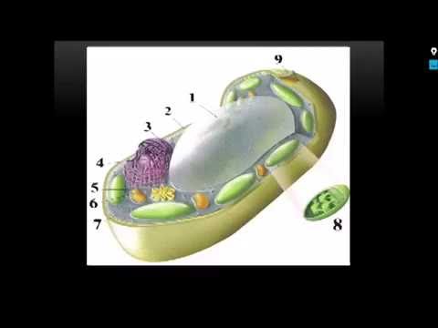 Lekcja Biologii: Komórka