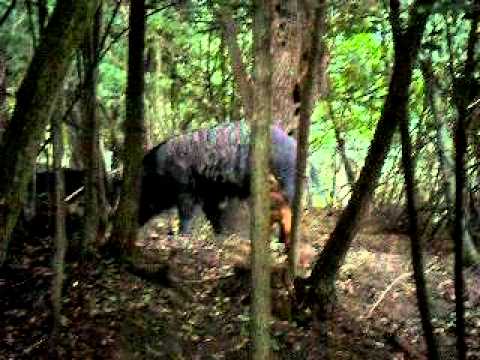 Lovci Prcilovica - Brak jazavicar i terijer 2 ( DJOLE)