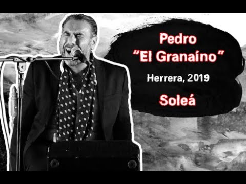 Pedro "El Granaíno" por Soleá, Herrera 2019