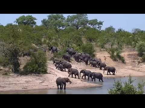 Djuma: Elephants (Fang's herd) - 13:20 - 11/18/20
