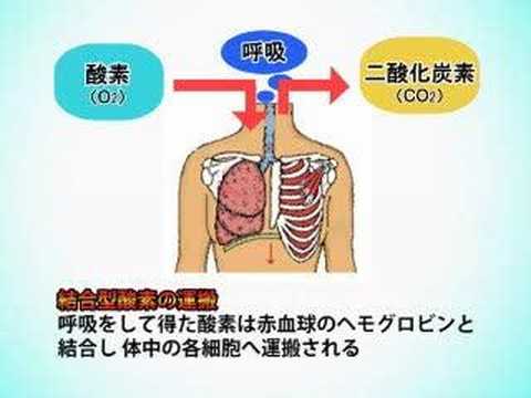 酸素カプセルは効果なし!?骨折,肉離れはどう？副作用と口コミ。 | イケてる男子のブレインミルク
