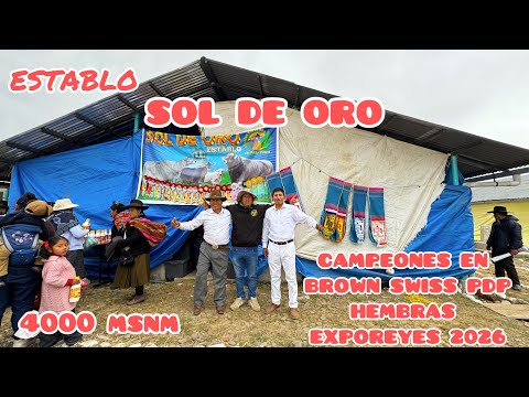 Establo lechero a casi 4000 msnm - campeones en exporeyes2026 - espinar Cusco Perú 