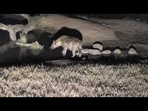 Djuma: Lone Hyena gets a drink and investigates where Hosana was  - 18:07 - 08/03/18