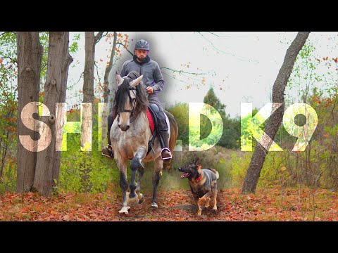 My day as a Professional Dog Trainer