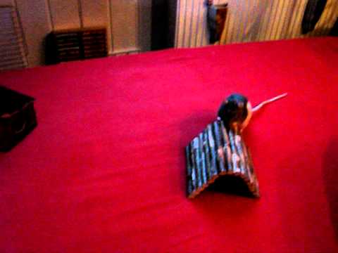 Vergleich taube/blinde vs. hörende/sehende Ratte Teil 2