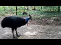 Growling cassowary