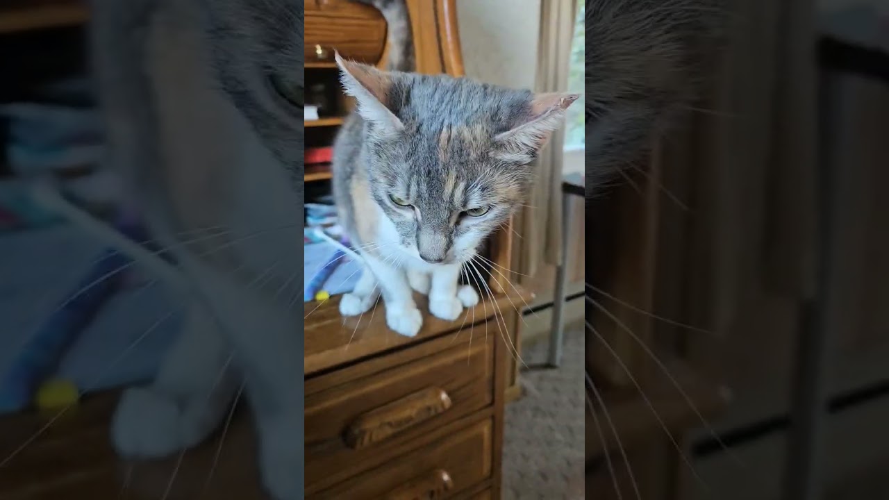 Enlarge Lina, a ADOPTABLE Domestic Short Hair in White Marsh, MD video 6/6